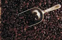 哥斯达黎加火凤凰庄园咖啡品种产区风味口感介绍