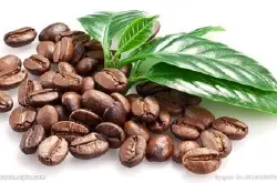 丰富的醇度的尼加拉瓜天赐庄园咖啡风味描述研磨度口感介绍
