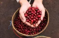 埃塞俄比亚西达摩夏奇索产区咖啡风味描述处理法品种口感介绍