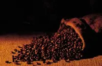 哥斯达黎加塔拉珠咖啡豆风味描述处理法品种庄园产地区介绍