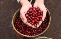 哥伦比亚娜玲珑咖啡风味描述处理法品种特点产地区介绍