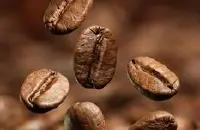 一亩地种植可以多少咖啡树