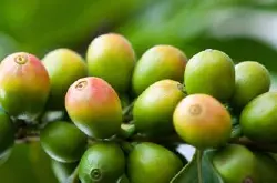 萨尔瓦多帕卡马拉咖啡豆研磨刻度品种风味处理法品质介绍