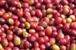 2015年云南咖啡出口创汇逾4亿美元