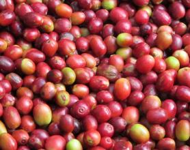 波多黎各圣佩德罗庄园咖啡豆的研磨刻度处理法品种介绍