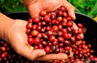 回味悠长的卢旺达奇迈尔庄园咖啡豆研磨刻度产地区风味介绍