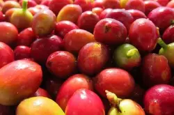 巴拿马哈特曼红酒处理咖啡豆的风味描述产地区品种口感介绍