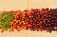 印尼咖啡西爪哇蜜风味介绍-虹吸壶起源地
