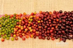 星巴克咖啡豆研磨刻度品种产地区处理法口感庄园介绍