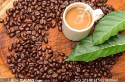 咖啡的种植及采摘-肯尼亚咖啡采摘时节