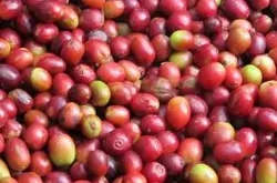 布隆迪aa咖啡豆的风味描述口感处理法品种产地区介绍