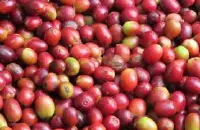 巴拿马花蝴蝶咖啡豆的处理法研磨刻度品种产地区庄园