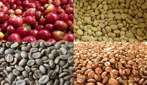 咖啡豆怎么长出来的-咖啡豆为什么要烘焙植物图片