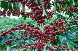 巴拿马波奎特纬度是多少?咖啡豆的风味描述口感处理法