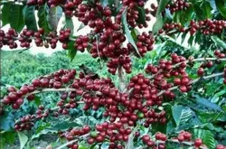 哥伦比亚拉蒙咖啡豆的研磨刻度产地区品种口感处理法介绍