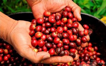 耶加雪菲g2味道咖啡豆的风味描述口感处理法产地区品种