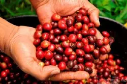 巴西南米纳斯咖啡豆的风味描述研磨刻度处理法口感