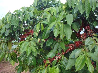 巴西是全球最先进也最仰赖工业化咖啡生产的国家