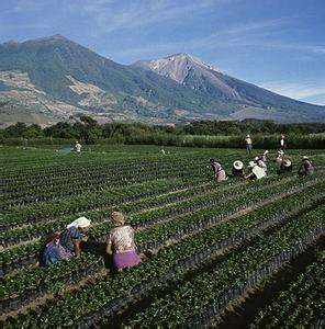 我国咖啡产业发展迅速，种植面积180多万亩