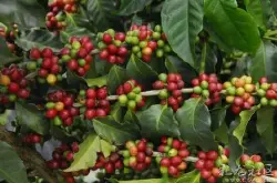 全世界最重要的咖啡种类-咖啡的分布与咖啡的生长习性