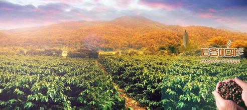 乌干达咖啡豆风味描述研磨刻度产地区品种处理法庄园特点介绍