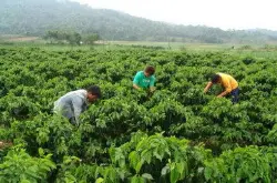 据云南省咖啡行业协会预计-云南咖啡遭遇增产不增收尴尬