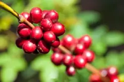 巴尔米拉咖啡豆风味描述口感处理法研磨刻度品种产地区介绍