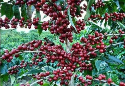 云南铁皮卡咖啡豆风味描述研磨刻度产地区品种处理法口感介绍
