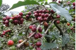埃塞俄比亚咖啡豆种类品种产地区风味描述口感处理法特点介绍