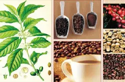 海南咖啡高产栽培技术