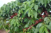 萨尔瓦多帕卡马拉咖啡豆的研磨刻度价格烘焙程度风味描述介绍