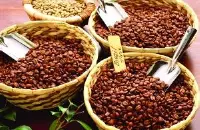 帕卡马拉咖啡豆味道风味特点研磨刻度口感产地区