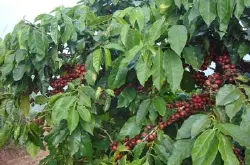 拉丁美洲咖啡豆种植区有哪些国家有种植咖啡
