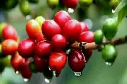 洪都拉斯咖啡豆的口感风味本土的年产量是多少