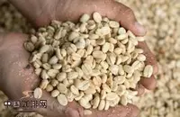 伊列塔庄园咖啡豆的口感特征价格风味产地简介