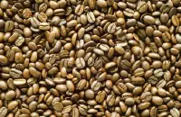 云南卡蒂姆咖啡豆的风味描述口感特点产地简介