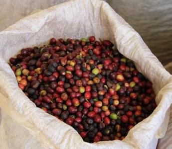 埃塞俄比亚班其玛吉咖啡豆的原产地庄园特点简介