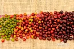 哥斯达黎加咖啡豆手冲口感风味味道描述产地区种植环境