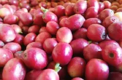 危地马拉拉米尼塔庄园咖啡豆的口感特点风味研磨度