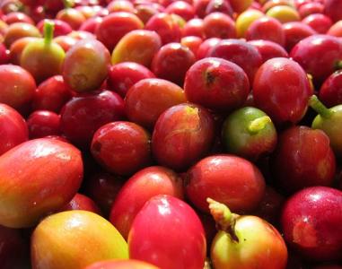 危地马拉茵赫特庄园咖啡豆的口感处理法产地区品种简介