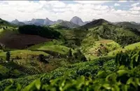 洪都拉斯圣芭拉拉庄园里的咖啡种植育苗情况介绍