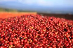 肯尼亚AA咖啡豆特点庄园品牌风味描述研磨刻度简介