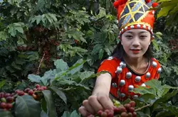 巴拿马花蝴蝶咖啡豆的口感风味描述产地区品种简介