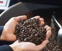 风味清淡纯正的哥斯达黎加钻石山精品咖啡豆风味描述