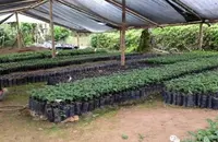 尼加拉瓜洛斯刚果庄园的最新状况咖啡的种植介绍