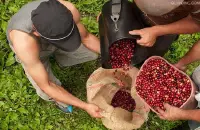 巴拿马翡翠庄园的种植海拔咖啡的育苗情况
