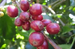 对于苏门答腊咖啡描述正确的是哪项?