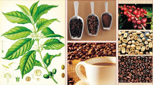 拉丁美洲咖啡豆特点种植区故事风味描述处理法