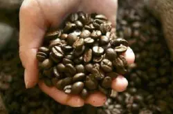 拥有肥沃的土壤的巴拿马火石庄园咖啡种植地