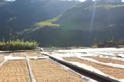哥伦比亚惠兰花蜜咖啡豆的口感研磨刻度产地区